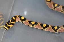 16-MD-HR-PES-5M.jpg