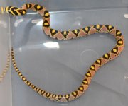 16-MD-HR-PES-5M3.jpg