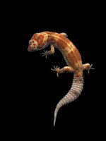 Giant Enigma Male 1038 -2.jpg