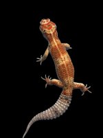 Giant Enigma Male 1038.jpg