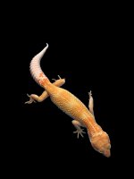 Giant Tangerine Albino Enigma Female 1074 .jpg
