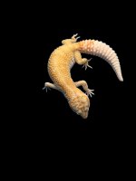 Hypo Tremper Albino Female 1005.jpg