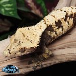 crested-gecko.jpg
