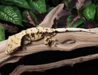 crested-gecko-Ge78b.jpg