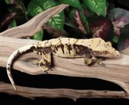 crested-gecko-Ge78c.jpg