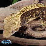 crested-gecko-Ge87c.jpg
