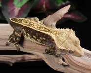 crested-gecko-Ge87b.jpg