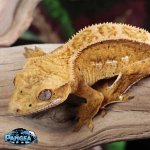 crested-gecko-Ge83t.jpg