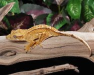 crested-gecko-Ge83b.jpg