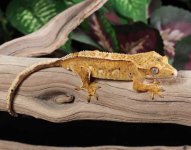 crested-gecko-Ge83c.jpg