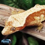 crested-gecko-Ge89t.jpg