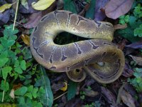 2015 Enchi Pin male #129 300 gm $200.00.jpg