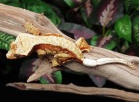 crested-gecko-Ge89b.jpg