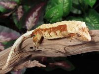 crested-gecko-Ge89c.jpg