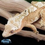 crested-gecko-Ge52t.jpg