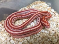 amelanistic corn snakes.jpeg