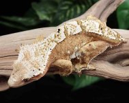 crested-gecko-Ge52b.jpg