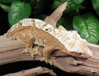 crested-gecko-Ge52c.jpg