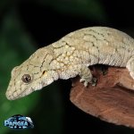 eurydactylodes-vieillardi-geckos.jpg
