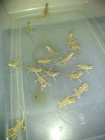 IMG_20170731_175630.jpg
