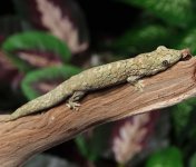 eurydactylodes-vieillardi-gecko.jpg