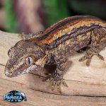 gargoyle-gecko-Ge75t.jpg