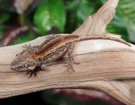 gargoyle-gecko-Ge75b.jpg