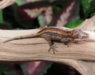 gargoyle-gecko-Ge75c.jpg