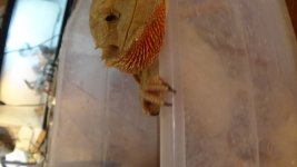 DSC01092.jpg