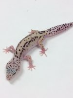 BOLD SNOW HET RAINWATER LEOPARD GECKO-1707.jpg