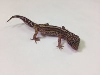 BOLD SNOW TREMPER.jpg