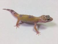 HYPO TREMPER MARBLE.jpg