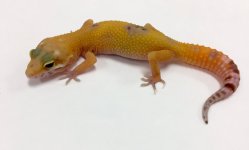 SUNGLOW APTOR.jpg