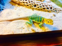 Babymalehighcolored1.jpg