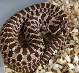 WESTERN HOGNOSE.jpeg
