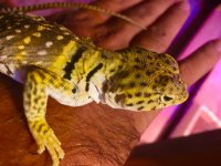 Highyellowfemale1.2.jpg