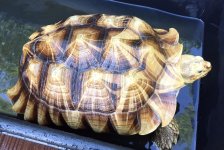 Sulcata1.jpg