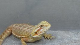 red trans hypo baby 8-17DSC01155.jpg