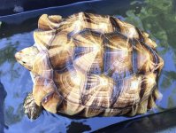 Sulcata2.jpg