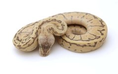 DRAGONFLY BALL PYTHON - MALE #2016M01-1.jpeg