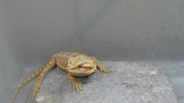 red hypo trans male baby DSC01152.jpg