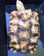 Sulcata3.jpg