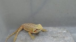 red trans hypo male baby DSC01153.jpg