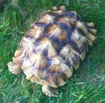 Sulcata4.jpg