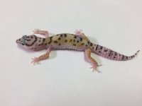 NORMAL HET ALBINO BELL LEOPARD GECKO- #Z-S8-81416-1.jpg