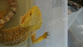 yellow male wood cage DSC01127.jpg