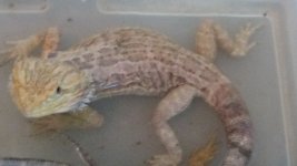 lb male wood cage DSC01125.jpg