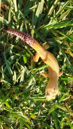 IMG_20170405_174955800.jpg