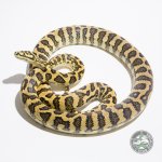 SIRE_75%_JJ12M1.jpg