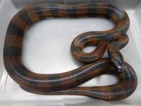 ring female 2.jpg